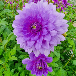 Blue Boy Dahlia