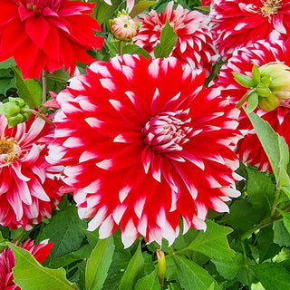 Davos Dinnerplate Dahlia