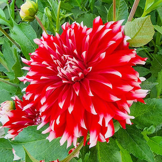 Davos Dinnerplate Dahlia