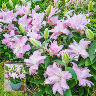 Waverider Carpet Border Lily