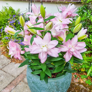 Waverider Carpet Border Lily