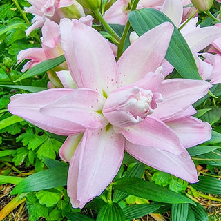 Waverider Carpet Border Lily