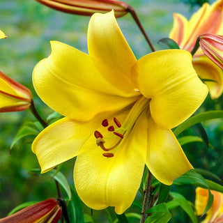 Golden Splendor Trumpet Lily