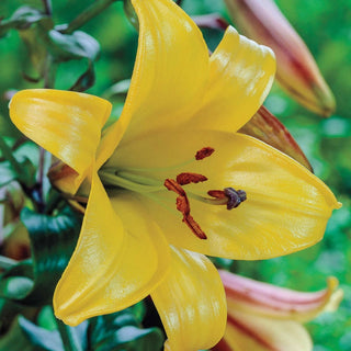 Golden Splendor Trumpet Lily