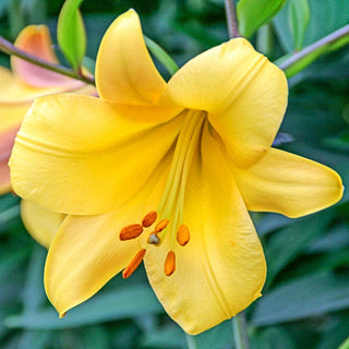 Golden Splendor Trumpet Lily