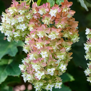 Snowflake Oakleaf Hydrangea