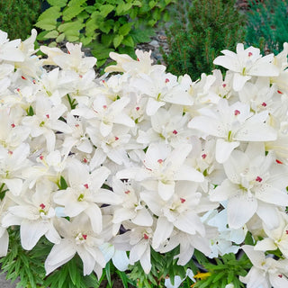 Pura Puro Carpet Border Lily