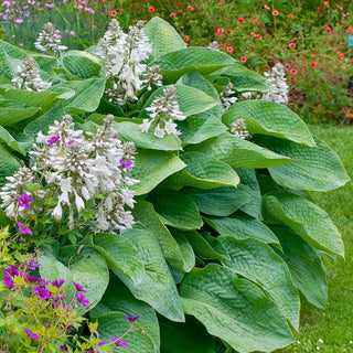 Big Mama Hosta