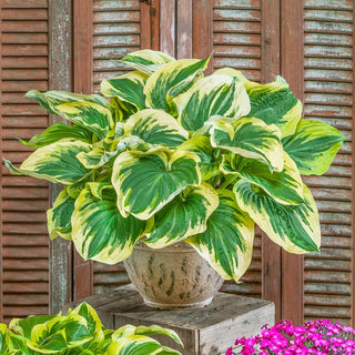 Broadway Hosta