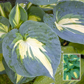 Dream Weaver Hosta