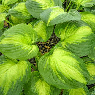 Enchiladas Hosta