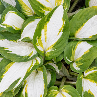 Enterprise Hosta