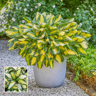 Georgia Sweetheart Hosta