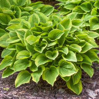 Golden Tiara Hosta