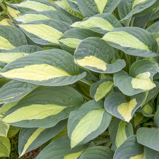 Gypsy Rose Hosta