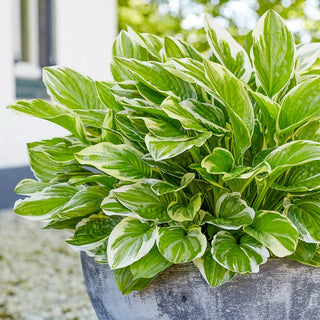 Royal Charmer Hosta