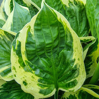 Independence Hosta