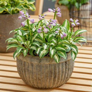 Miniature/Dwarf Hostas