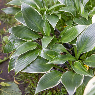 Silver Shadow Hosta