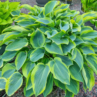 Sleeping Beauty Hosta