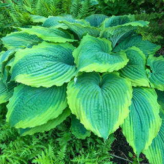 Spartacus Hosta