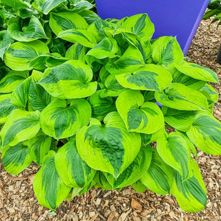 Summer Lovin Hosta