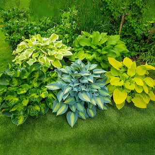 Sun Tolerant Hosta Collection