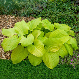 Tortilla Chip Hosta