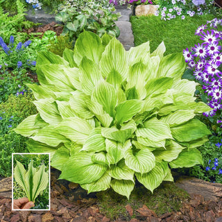 Zebra Stripes Hosta