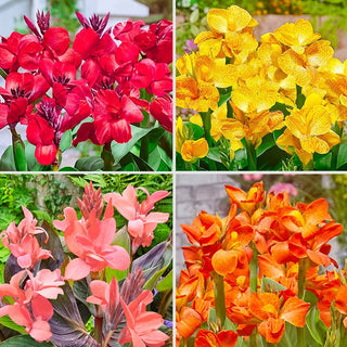 Tropical Canna Dwarf Collection