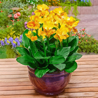 Tropical Canna Dwarf Collection