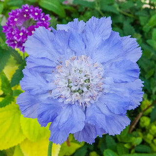 Perfecta Clear Blue Pincushion Flower