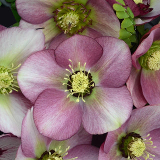 Paris In Pink Hellebore