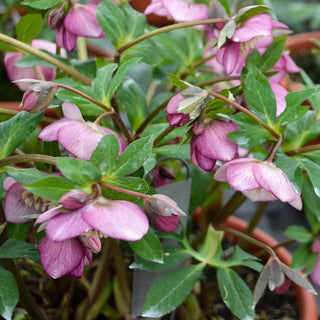 Paris In Pink Hellebore