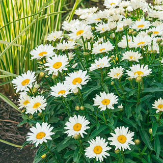 Alaska Shasta Daisy