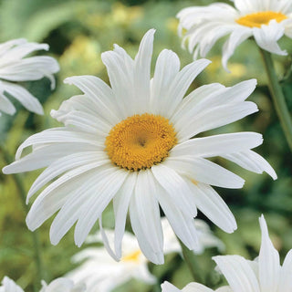 Alaska Shasta Daisy