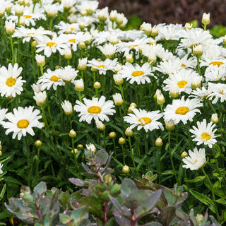 Alaska Shasta Daisy