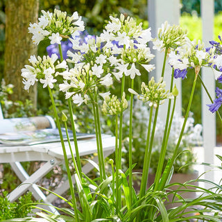 Everpanthus Agapanthus