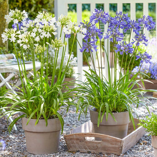 Everpanthus Agapanthus Collection