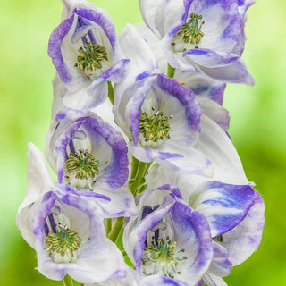 Cloudy Monkshood