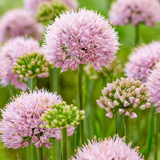 Lisa Blue Allium