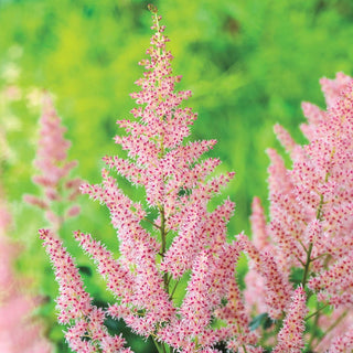 Hip Hop Astilbe