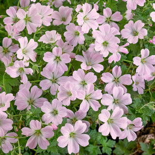 Dreamland Everblooming Hardy Geranium