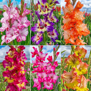 Festival Of Colors Gladiolus Collection