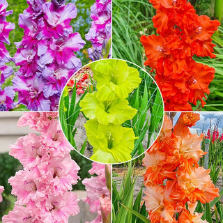 Flamenco Gladiolus Collection