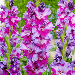 Flamenco Gladiolus Collection