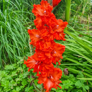 Flamenco Gladiolus Collection