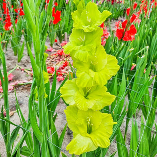 Flamenco Gladiolus Collection