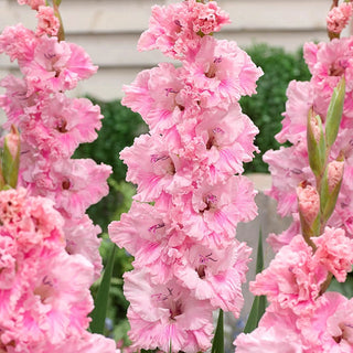 Flamenco Gladiolus Collection