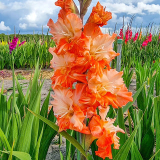 Flamenco Gladiolus Collection